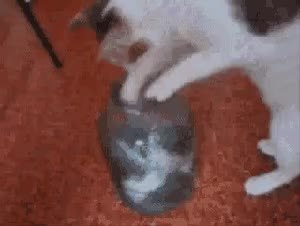 GIF Preview