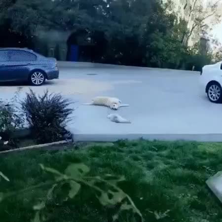 GIF Preview