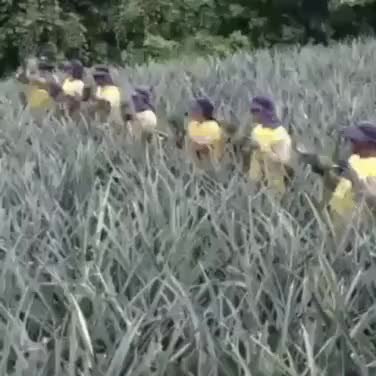 GIF Preview