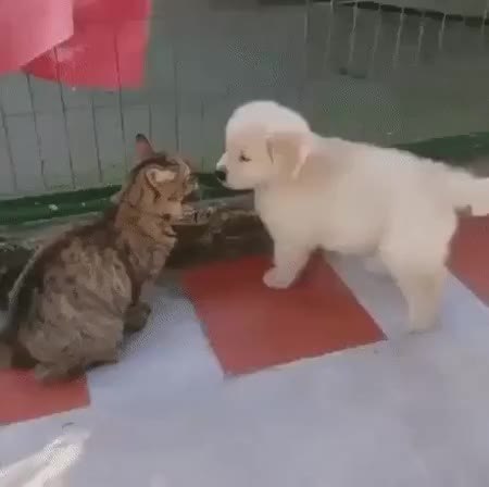GIF Preview