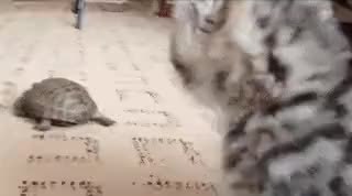 GIF Preview