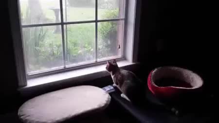 GIF Preview