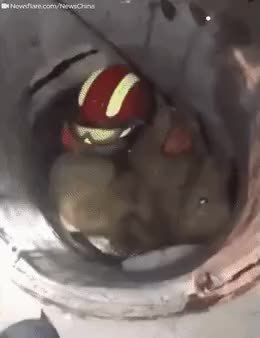 GIF Preview