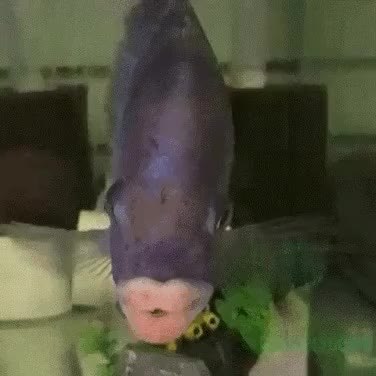 GIF Preview