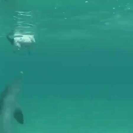GIF Preview