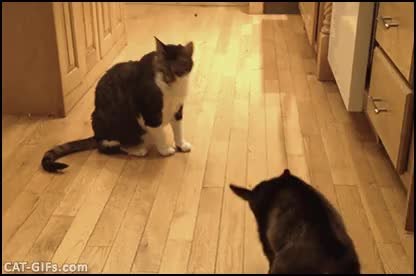 GIF Preview