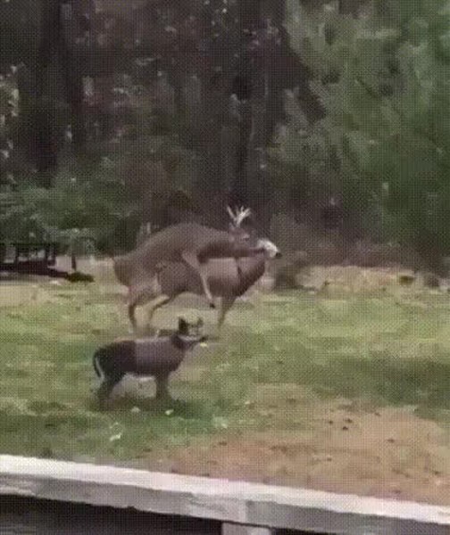 GIF Preview