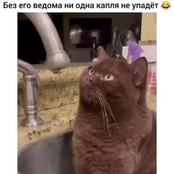 GIF Preview