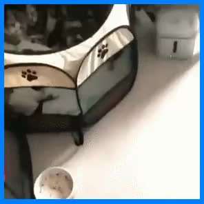 GIF Preview