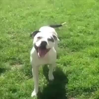 GIF Preview