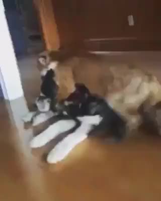 GIF Preview