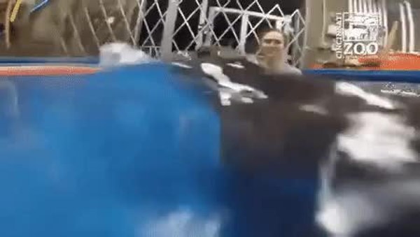 GIF Preview