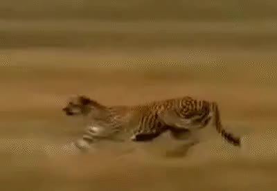 GIF Preview