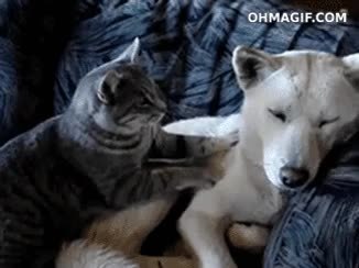 GIF Preview