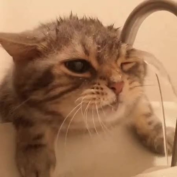 GIF Preview