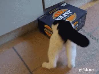 GIF Preview