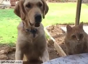 GIF Preview