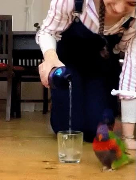 GIF Preview