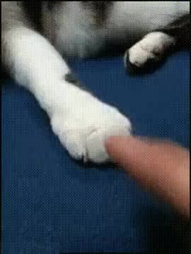GIF Preview