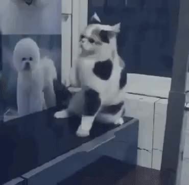 GIF Preview