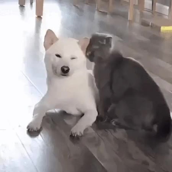 GIF Preview