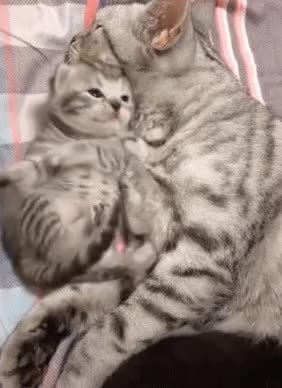 GIF Preview