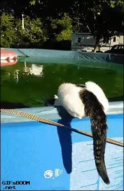 GIF Preview