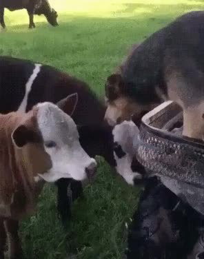 GIF Preview