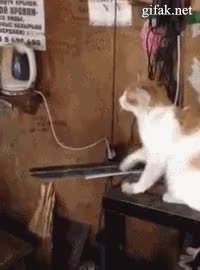 GIF Preview