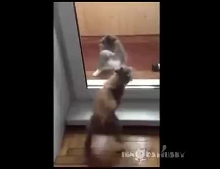 GIF Preview