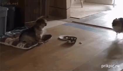 GIF Preview