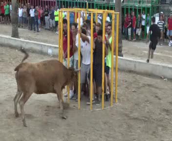 GIF Preview
