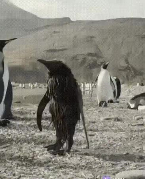 GIF Preview