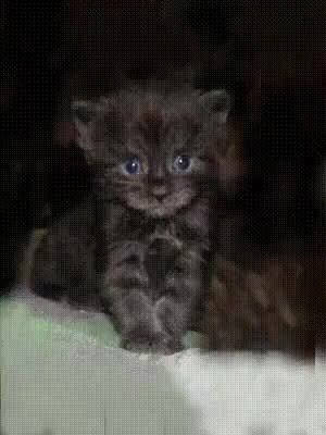 GIF Preview
