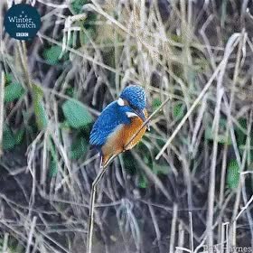 GIF Preview