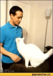 GIF Preview