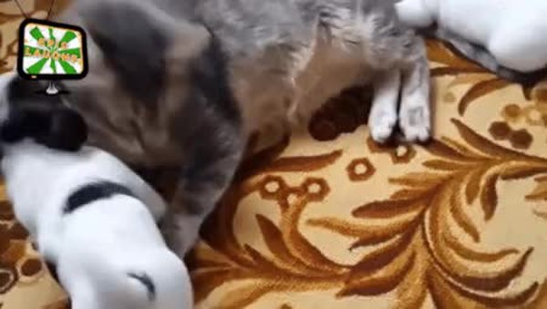 GIF Preview