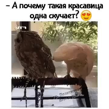 GIF Preview