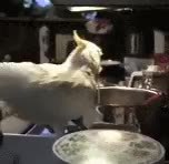 GIF Preview