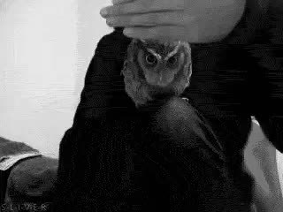 GIF Preview