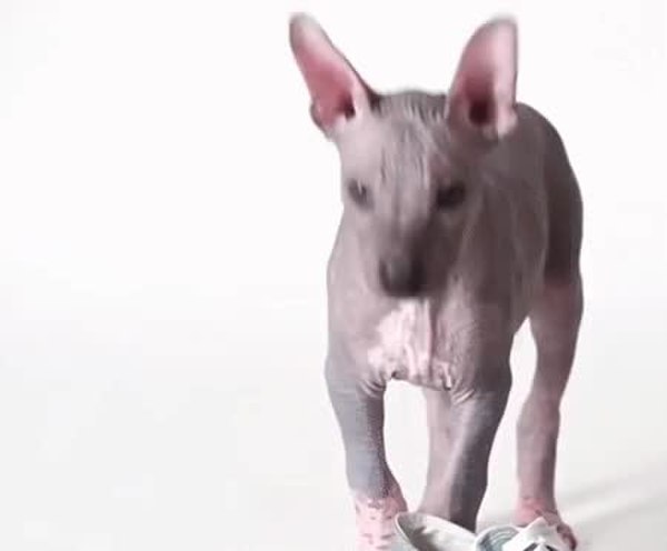 GIF Preview