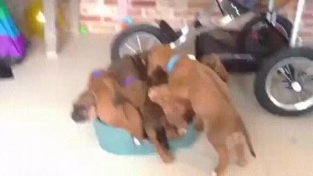 GIF Preview