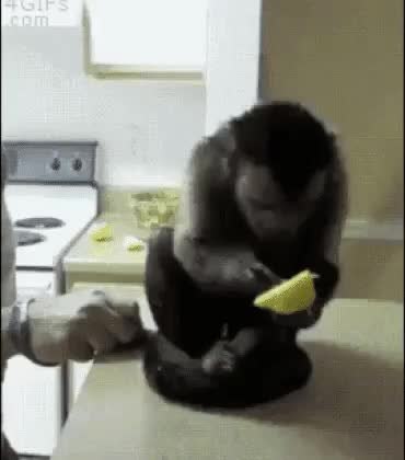 GIF Preview