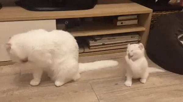 GIF Preview