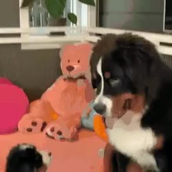 GIF Preview