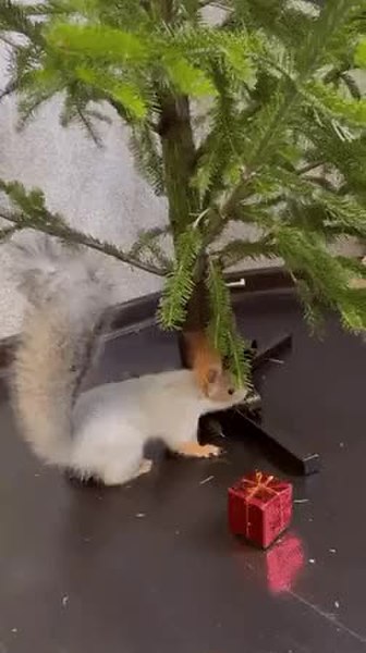 GIF Preview