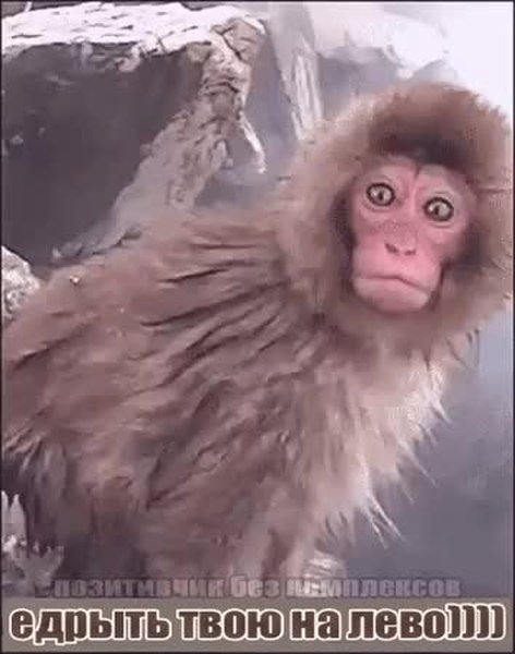 GIF Preview