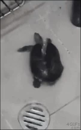 GIF Preview