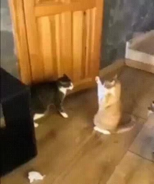 GIF Preview