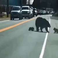 GIF Preview
